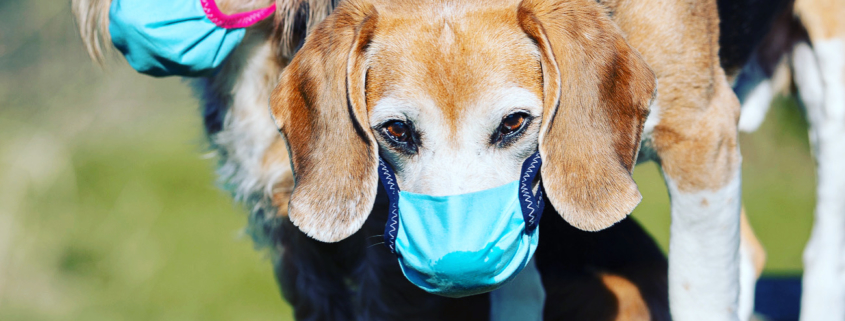 Hunde mit Atemschutzmaske