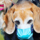 Hunde mit Atemschutzmaske
